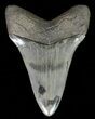 Serrated, Lower Megalodon Tooth - Georgia #69768-2